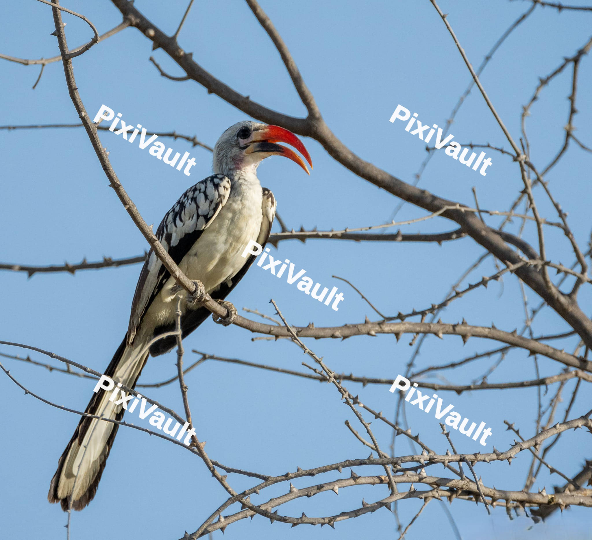 Red-billed Hornbill Bird